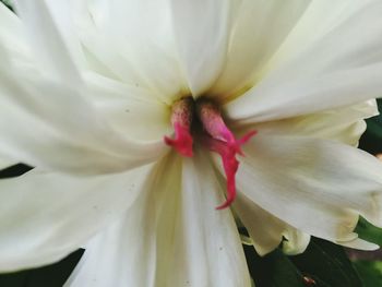 Close-up of white flowering plant