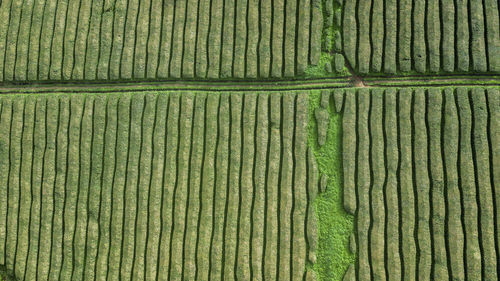 Full frame shot of agricultural field