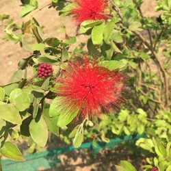 Close-up of red flower plant