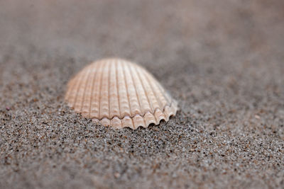 shell