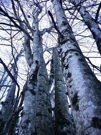 Low angle view of trees against sky