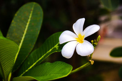 Close-up of white flowering plant