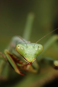 Close-up of insect on plant