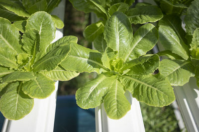 Close-up of green leaves