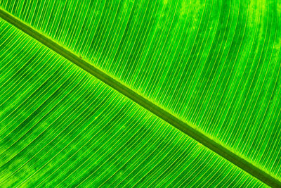 Full frame shot of palm tree leaves