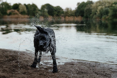 Dog shaking fur while standing by lake