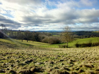 Scenic view of field against sky