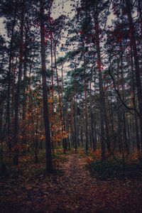 Trees in forest during autumn