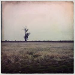 Scenic view of grassy field against sky