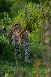 Leopard walking in green field in kenya