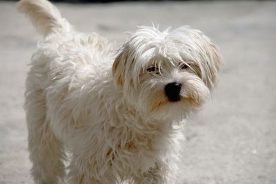 Close-up portrait of a dog bichon maltaise smiled