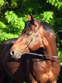 Brown horse standing against trees