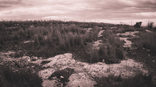 Plants growing on land against sky
