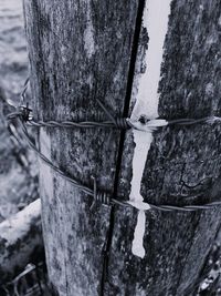 Close-up of old tree trunk by wall