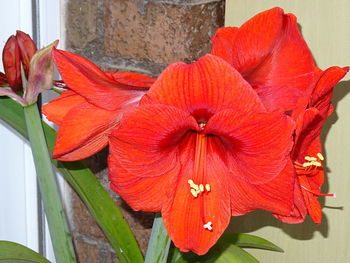 Close-up of red flowers blooming indoors