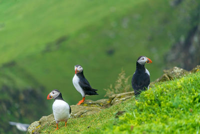 Birds perching on a cliff