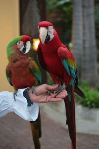 Close-up of parrot perching on hand