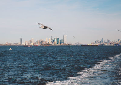 Birds flying over river against city