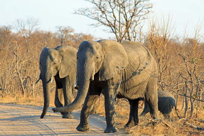 Elephant walking  across road