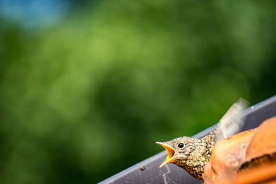 Close-up of a bird