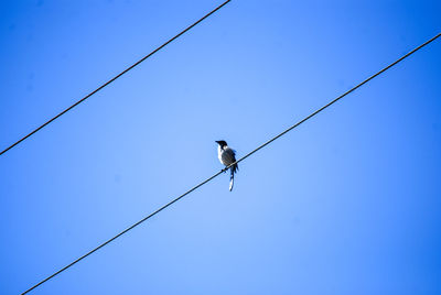 Low angle view of bird perching on cable