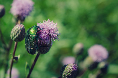 Close-up of purple flowering plant