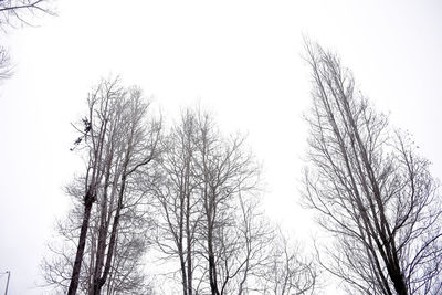 Low angle view of bare trees against clear sky