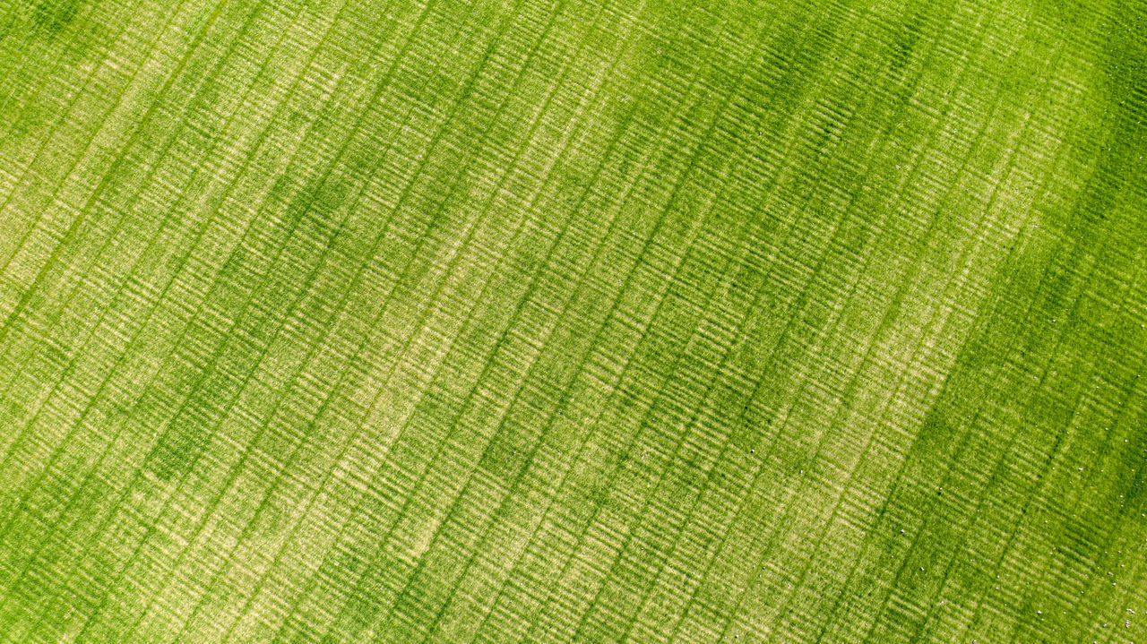 FULL FRAME SHOT OF GREEN LEAF ON WET PLANT