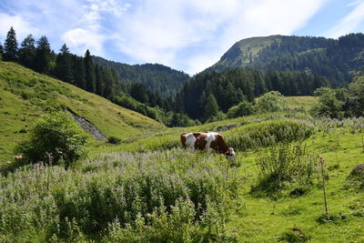 Horses in a field