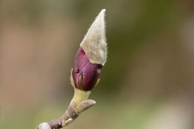 Close-up of pink flower buds