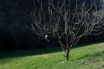 Bare tree at night