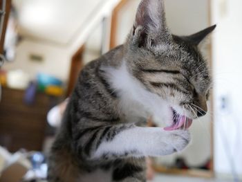 Close-up of cat looking at home