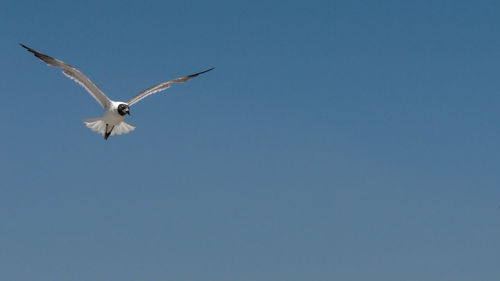 Low angle view of bird flying against clear sky