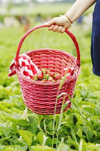 Cropped hand of farmer carrying strawberries in basket at farm