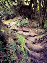 Trees growing in forest