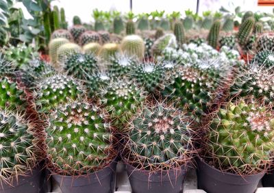 Close-up of cactus plants in pot