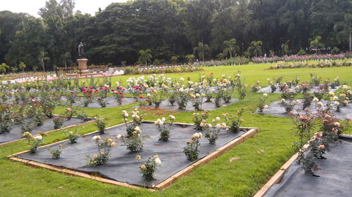 High angle view of formal garden