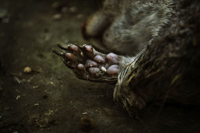 Close-up of monkey eating