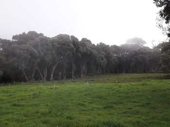 Trees on field against clear sky