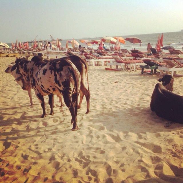 beach, sea, animal themes, water, sand, shore, horse, domestic animals, mammal, clear sky, nature, incidental people, sky, working animal, transportation, livestock, one animal, outdoors, day, nautical vessel