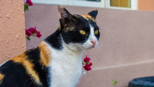 Close-up of cat sitting against wall