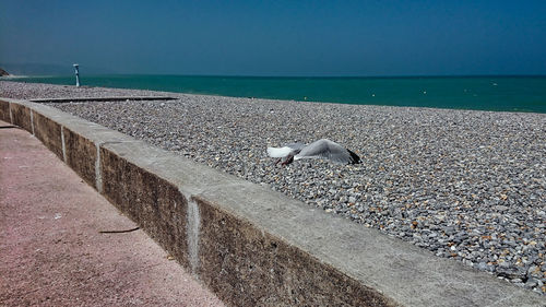 View of seagulls on beach