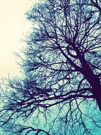 Low angle view of bare trees against sky