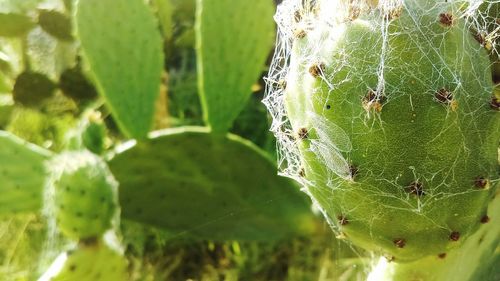 Close-up of spider web