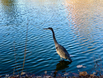 High angle view of gray heron in lake