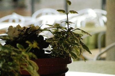 Close-up of potted plant