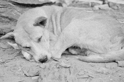 Close-up of a dog sleeping