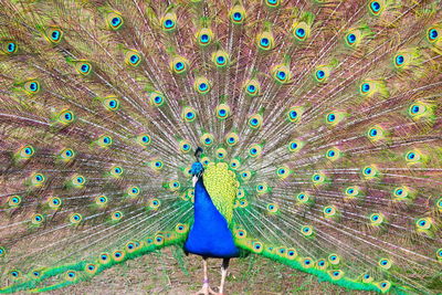 Close-up of peacock feathers