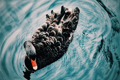 High angle view of swan swimming in lake