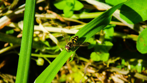 Close-up of insect on leaf